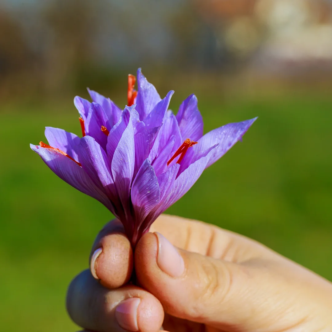 bouquet-saffron-flowers-bouquet-purple-crocuses-wooman-hand