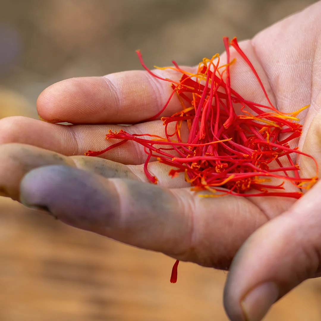 crocus-sativus-commonly-known-as-saffron-crocus-threads-worker-hand-palm